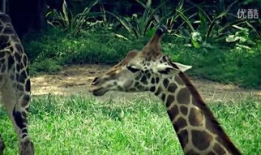 人与动物交配的视频,伦理争议与科学探索