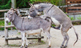 驴交配视频,自然繁殖的奇妙瞬间